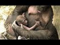Baby Gorilla Name Announced