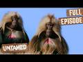 Monkeys Fight To Be The Next King Of The Mountain Untamed