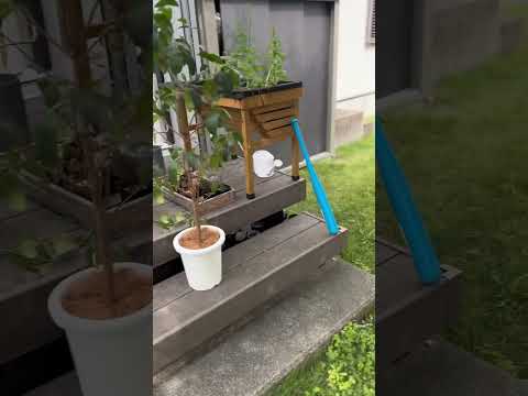 ビールで植物に水をやるのは良い考えですか?どうやってうまく活用すればいいのでしょうか？  庭園