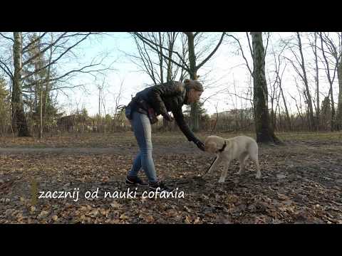 Jak nauczyć psa komendy stój z siadu