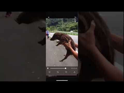 ライオンかイノシシか?研究者は明確な判断を下す