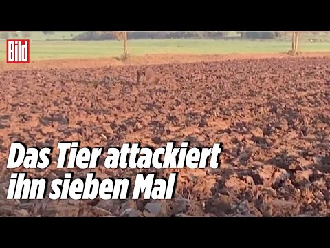 Aggressives Wildschwein geht auf Radfahrer los