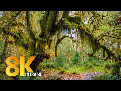 8K Rainforest Walk with Nature Sounds - Hall of Mosses Trail and Spruce Nature Trail