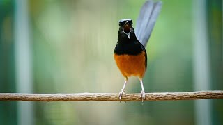 Download lagu KETREKAN JAHAT PEMANCING EMOSI MURAI BATU | SHAMA BIRD mp3