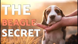 Why BEAGLES Are the Ultimate TRACKING MACHINES! 🧬👃 (Beagle Secrets Explained)