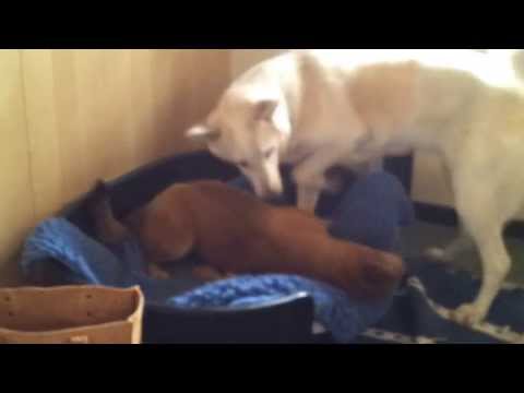 201304-29 15.01.38_MG Wahiba Kiba leker