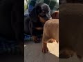 Dachshund dogs for sale: Archie❤️ACA Registered🐾 - Video 1