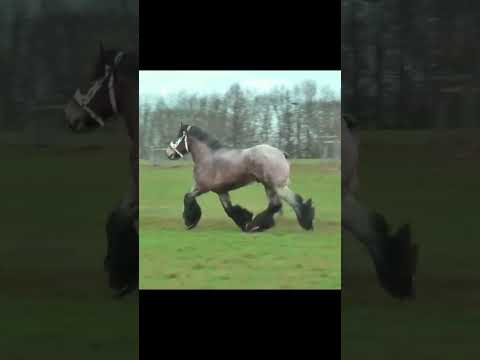 belgian draft #shorts