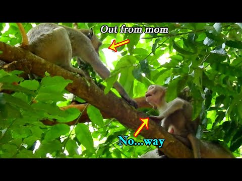 OMG! Janna angry sister Janet that steal milk & tortured her, Janna scream tell mom chase Janet out