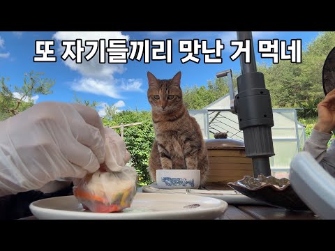 산골짜기에서 청정 음식 먹고 사는데 살이 찌는 이유