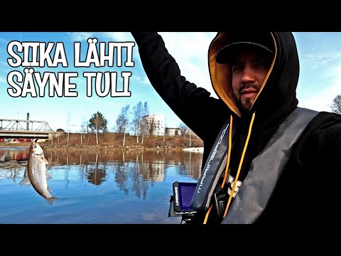 ETSITÄÄN UUSIA SIIKAPAIKKOJA OULUSTA - LÖYTYI ISOJA SIIKAPARVIA, MUTTA MILLÄ NIITÄ SAISI PYYDETTYÄ?