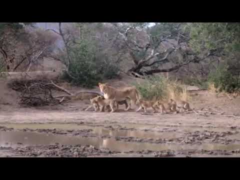 Lion Go Crazy After Being Bitten By A Black Mamba