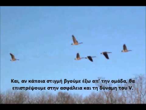 Lessons of the Geese Greek Subtitles - Μαθήματα από τις Χήνες
