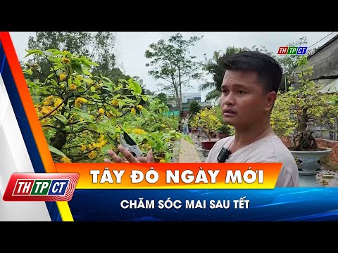Chăm sóc mai sau tết | Cần Thơ TV