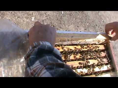 3. Simultaneous feeding of the 3 families in "Bio Stup - Ioan Ursu" with a frame or feeder 3/5