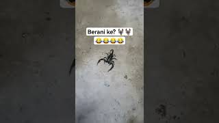 Download lagu 😂😂😂 how to kill a scorpion 😂😂😂 #funny #lifehacks mp3 Download lagu 😂😂😂 how to kill a scorpion 😂😂😂 #funny #lifehacks mp3