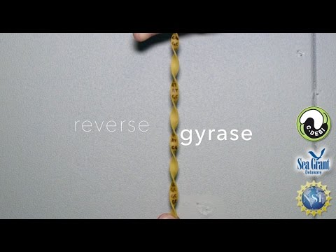 15 Second Science - Microbes, heat, and DNA