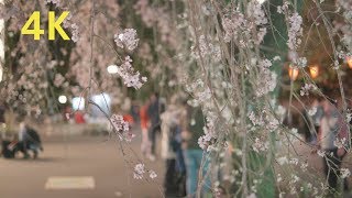 4K 2020 Japan Cherry Blossoms Tokyo Ueno Sakura  東京 上野公園 桜