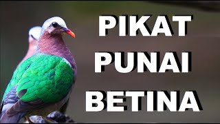 Download lagu SUARA BURUNG PUNAI TANAH UNTUK PIKAT BURUNG hutan mp3 Download lagu SUARA BURUNG PUNAI TANAH UNTUK PIKAT BURUNG hutan mp3