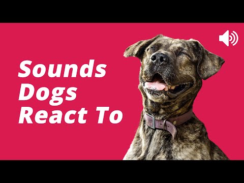 Best Dog Reaction to Sounds for Dogs 🐶