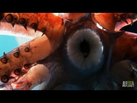 Diver Pulled Under by Squids | Man-Eating Super Squid