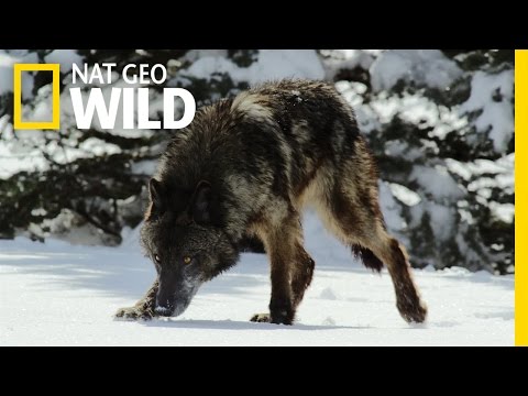 Thumbnail of the video: Top Five Ways To Survive | Wild Yellowstone