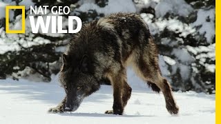 Top Five Ways To Survive | Wild Yellowstone