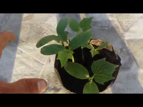 How to Grow Cucumber from Seeds | Ready to Transplant | Part 3