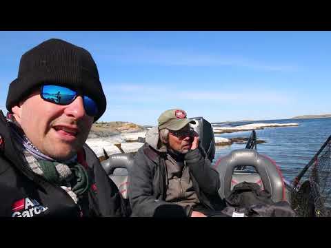 Planterar ABBORROM i FISKTOM skärgård