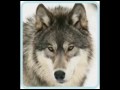 pesnya seriy volk / песня серый волк 