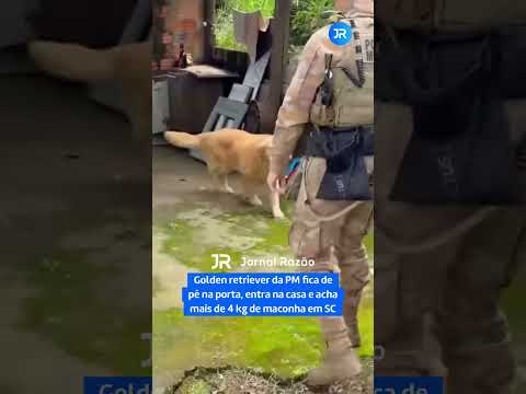Golden retriever da PM fica de pé na porta, entra na casa e acha mais de 4 kg de maconha em SC