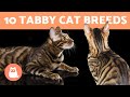10 TABBY CAT BREEDS Cats With Striped Coats