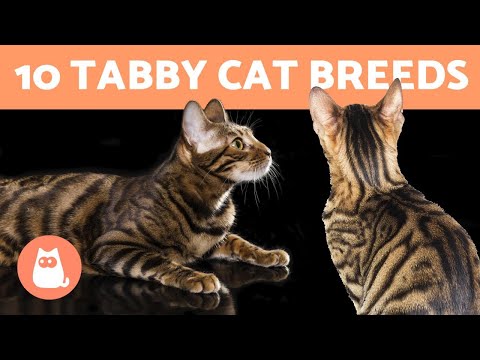 10 TABBY CAT BREEDS 🐯 Cats with Striped Coats