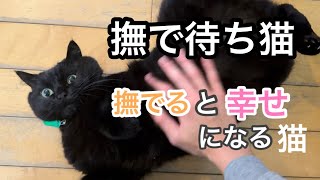 黒猫の撫でられルーティンが可愛すぎる