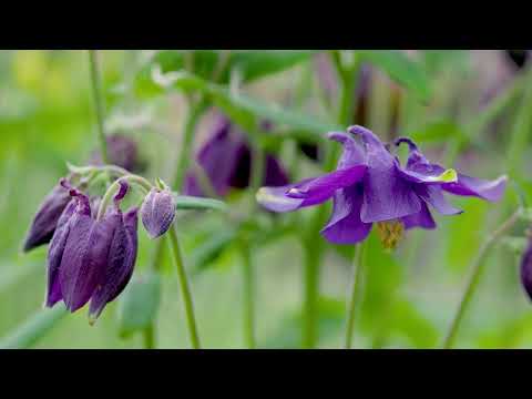 Die Akelei, zart aber stark