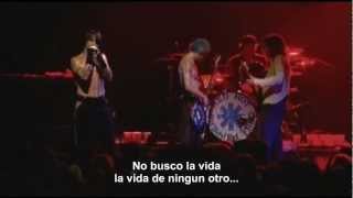 Red Hot Chili Peppers  I Could Die For You Subtitulado HD