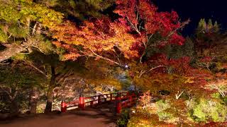 宮島「紅葉谷公園」のライトアップ - Autumn leaves of Miyajima