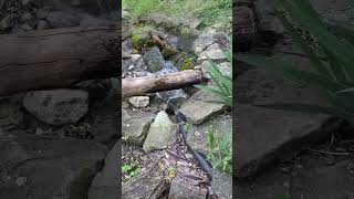 First Run: Pond & Waterfall 2023