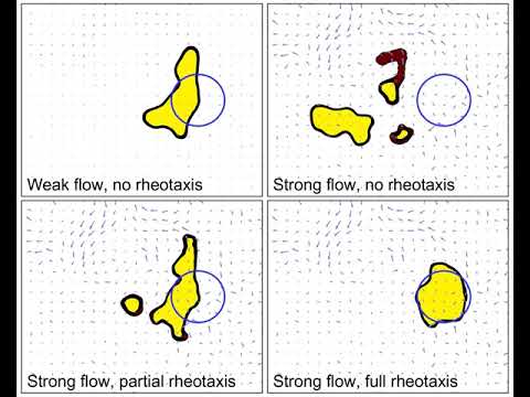 Sticking together by going against the flow