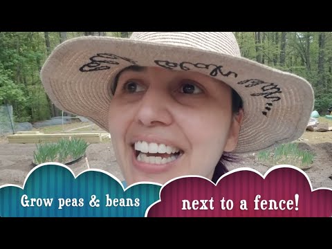 How to Grow Cucumbers, Peas & Other Vines 🥒 🍅 🌽 🥬