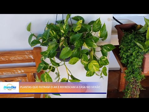 Plantas que filtram o ar e refrescam a casa no verão 21 05 2021