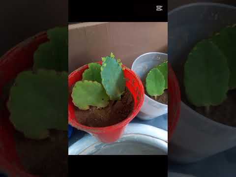 Pequeñas hojas, grandes descubrimientos