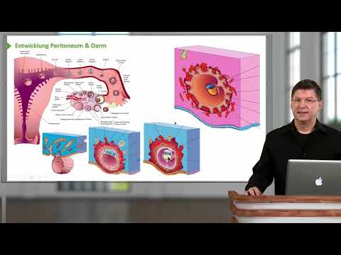 Situs Abdomen: Übersicht und Entwicklung von Peritoneum, Darm und Mesos