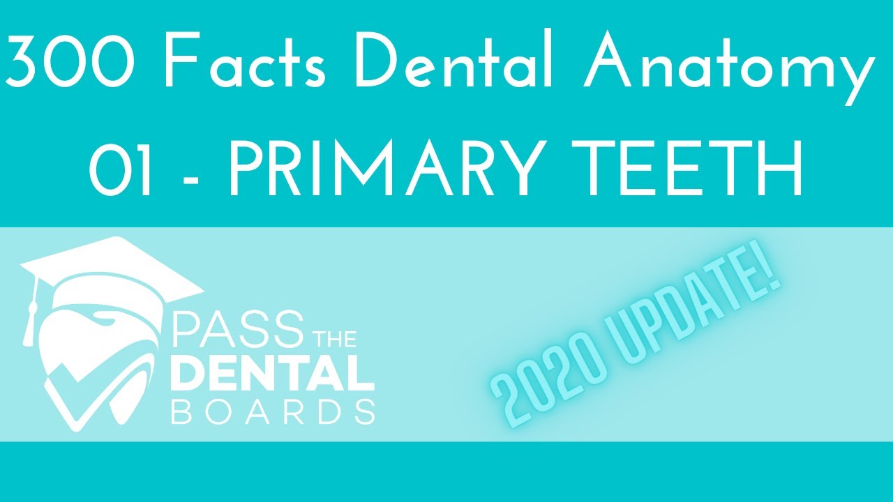 300 Facts Dental Anatomy 01 - Deciduous/Primary/Baby Teeth *UPDATED 2020* -
