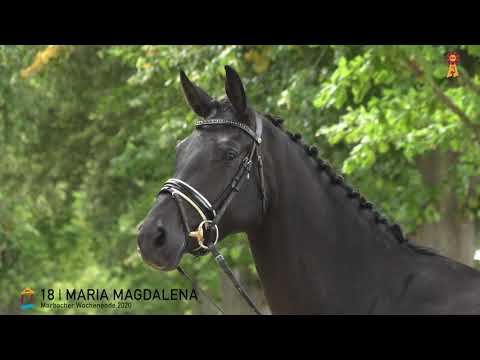 18 Maria Magdalena v. Morricone - Chico's Boy  *MARBACHER WOCHENENDE 2020*