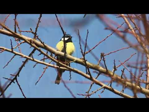 Opwekking 053 Zingt de Here een nieuw lied