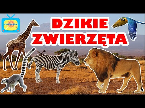 Dzikie zwierzęta - Nauka dzikich zwierząt dla dzieci po polsku - KIDSOLANDIA TV