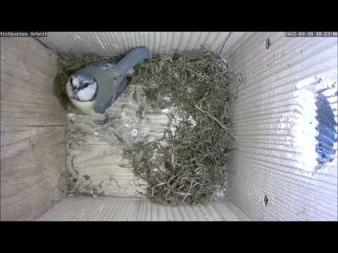 Die unendliche Geschichte bei den Blaumeisen: Ohne Moos nix los! | 18.03.2022