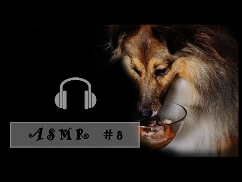 ASMR #8 Dog Eating Beef and Sweetpotato (Shetland...