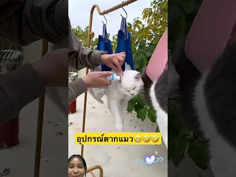ซักเสร็จก็ตากต่อ #cat #pets #animals #cutecat #funny #shorts #youtubeshorts #แมว #คลายเครียด #viral